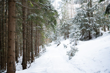 A dense coniferous forest in the area of Zakopane in Poland leading to the mountain ridge