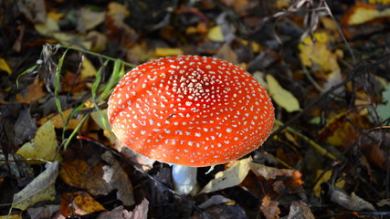 fly agaric mushroom in the forest