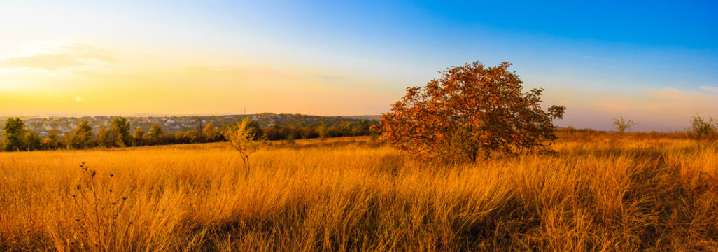 Warm panorama landscape of a field and single tree. Sunset view. © Vulp