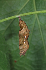 12.07.2018 DE, NRW, Leverkusen C-Falter , Raupe Polygonia c-album (LINNAEUS, 1758)