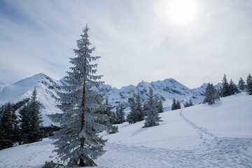 Fototapeta premium Trees and snowy mountain peaks in Zakopane and Poland covered with fresh snow on a sunny day