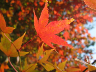 紅葉