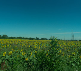 Italy,La Spezia to Kasltelruth train, a large sunflower field