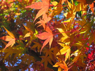 紅葉