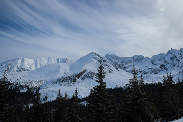 Trees and snowy mountain peaks in Zakopane and Poland covered with fresh snow on a sunny day