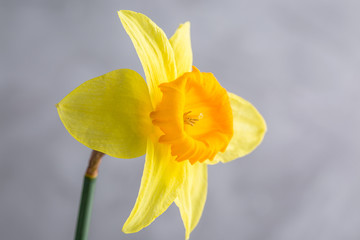 daffodils, single flower, close up, gray background, copy space