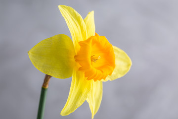 daffodils, single flower, close up, gray background, copy space