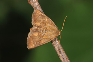 Obraz premium 14.07.2018 DE, NRW, Leverkusen Groáer Schneckenspinner Apoda limacodes (HUFNAGEL, 1766) -