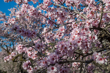 Almond branches in pink flower