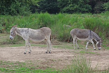 10.09.2018 DE, NRW, Wahner Heide Esel Equus asinus asinus