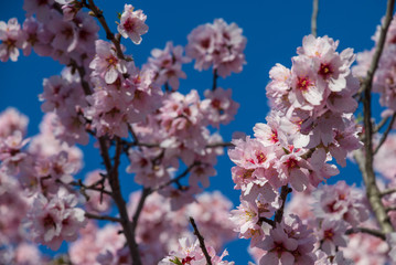 Close-up of pink almond blossom branches