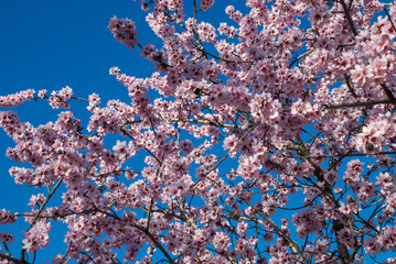 Almond branches in pink flower
