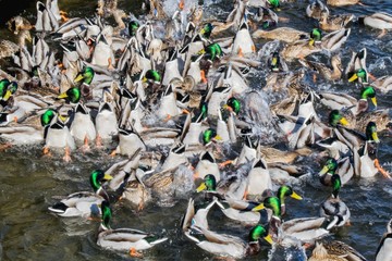 A crowd of ducks eating under water
