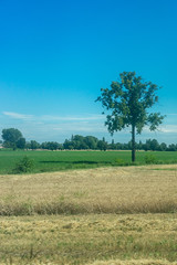 Fototapeta premium Italy,La Spezia to Kasltelruth train, a herd of cattle grazing on a dry grass field