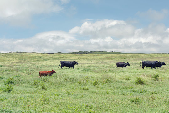 cows in the field