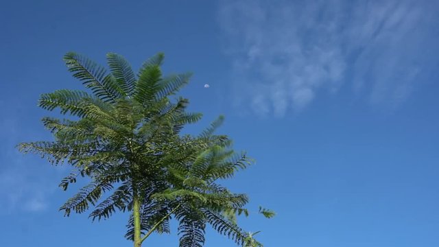 time lapse &aacute;rvore nuvens e lua