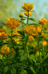 Mountain plant Trollius.