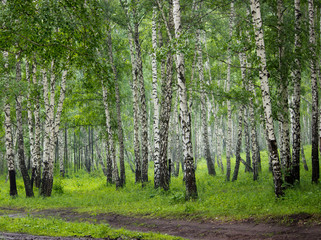 Birch grove in the forest.