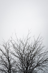  Bare tree against clear sky