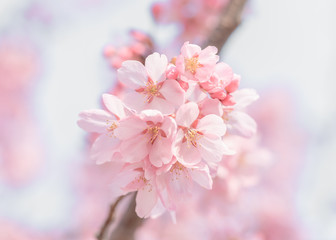 桜　満開　マクロ撮影