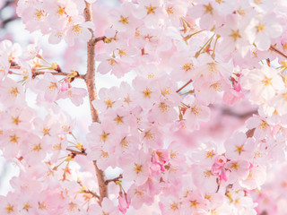 桜　満開 © kaz00