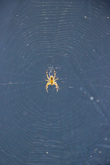 A spider spinning a web