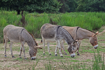 10.09.2018 DE, NRW, Wahner Heide Esel Equus asinus asinus