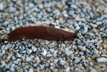 Nacktschnecke auf Kieselsteinen