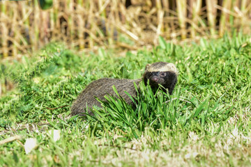 Little grison,Pampas, Patagonia, Argentina