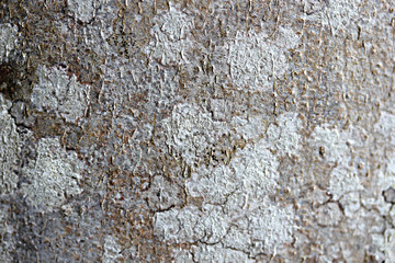 Texture écorce