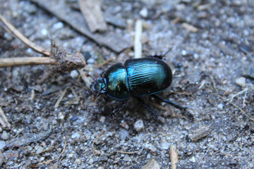Escarabajo verde metalico
