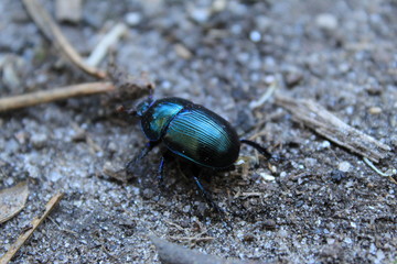 Escarabajo verde metalico