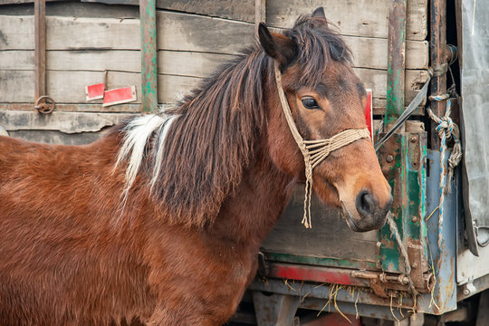 a brown horse tied to a truck