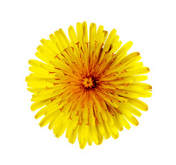 Yellow Dandelion isolated on white background