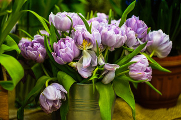 lilac tulips and green leaves in a tin bucket