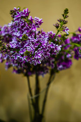 Obraz premium purple lilac branches in a glass vase on a dark yellow background