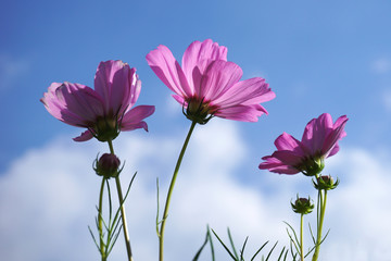 Beautiful pink cosmos  flowers and Blue sky