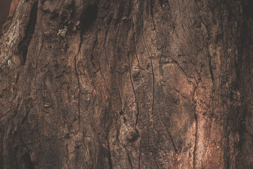wood texture background