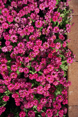 Fototapeta na wymiar Close up small pink flowers field background