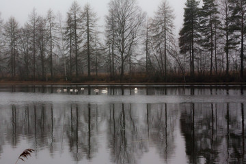 Autumn dark calm landscape on a foggy river with a white swans and trees reflection in water. Finland, river Kymijoki.