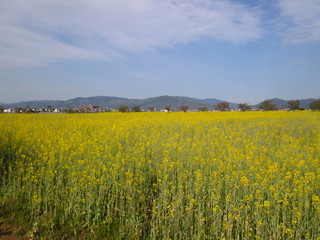菜の花畑