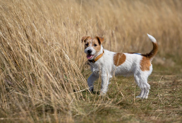 Cute jack russell terrier pet dog puppy standing in the grass