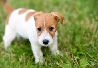 Small cute jack russell pet dog puppy looking in the grass