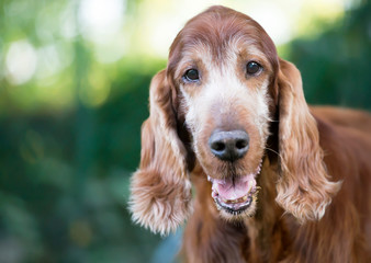 Pet therapy concept, beautiful old dog looking