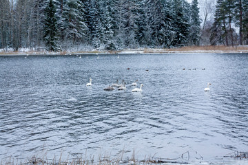 Winter calm landscape on a river with a white swans. Finland, river Kymijoki.