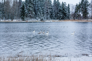 Winter calm landscape on a river with a white swans. Finland, river Kymijoki.