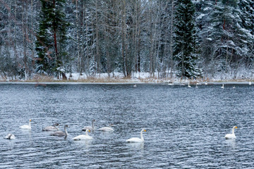Winter calm landscape on a river with a white swans. Finland, river Kymijoki.