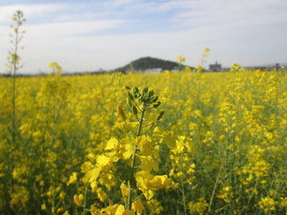 Obraz premium 菜の花