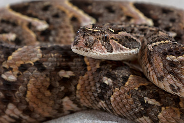 Puffotter (Bitis arietans)