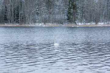 Winter calm landscape on a river with a white swans. Finland, river Kymijoki.